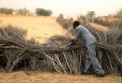 Barrières contre la désertification au Niger