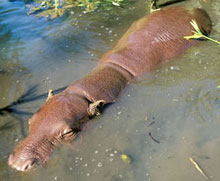 Hippopotame dans son bain