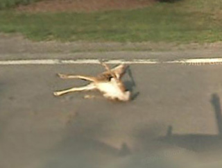 Biche tuée par Google