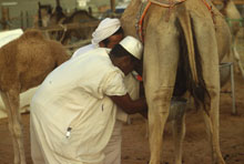 Lait de dromadaire