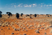 Déset de kalahari