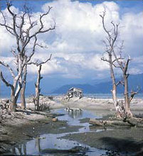 Mangroves détruites au Vietnam