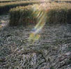 Crop circle à Dodwoth