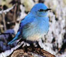 Oiseau bleu