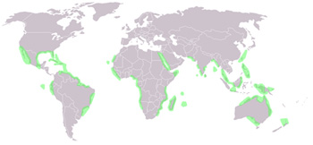 Les mangroves dans le monde