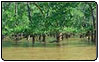 Destruction des mangroves