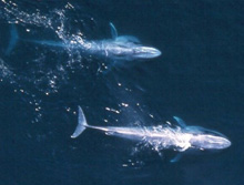 Baleine bleue vue du ciel