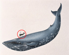 Comparaison Baleine / Humain