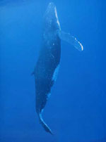 Baleine