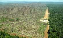 Déforestation dans la région de l'Amazonas