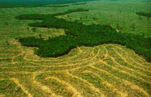 Déforestation de l'Amazonie
