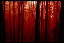 Forêt rouge