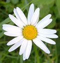 Marguerite