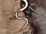 Serpent de Baja