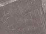 Lignes de Nazca : Perroquet