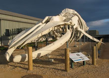 Squelette de baleine en plein air